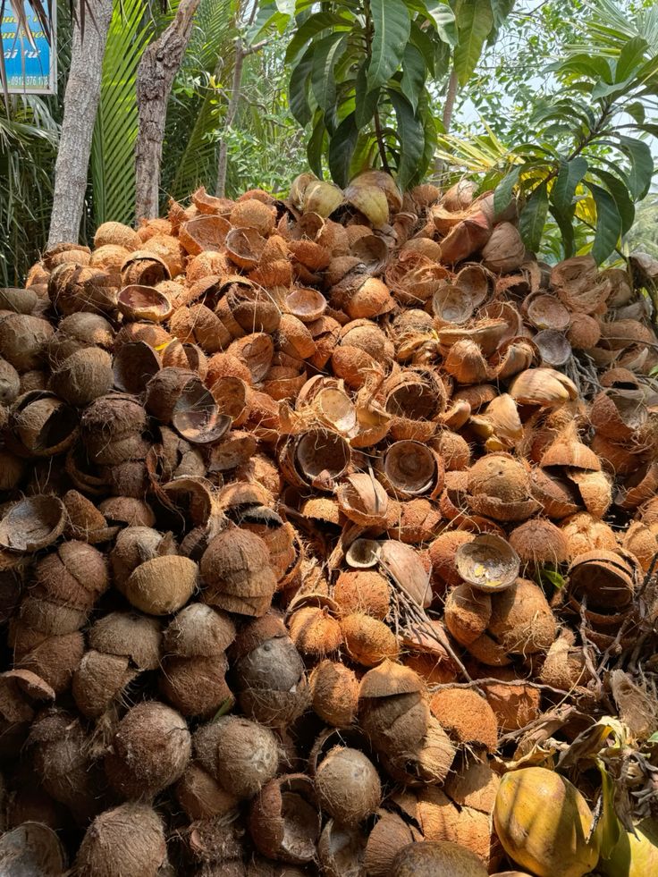 Coconut Shells